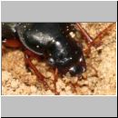 Harpalus rufipes - Laufkaefer w01b 12mm.jpg